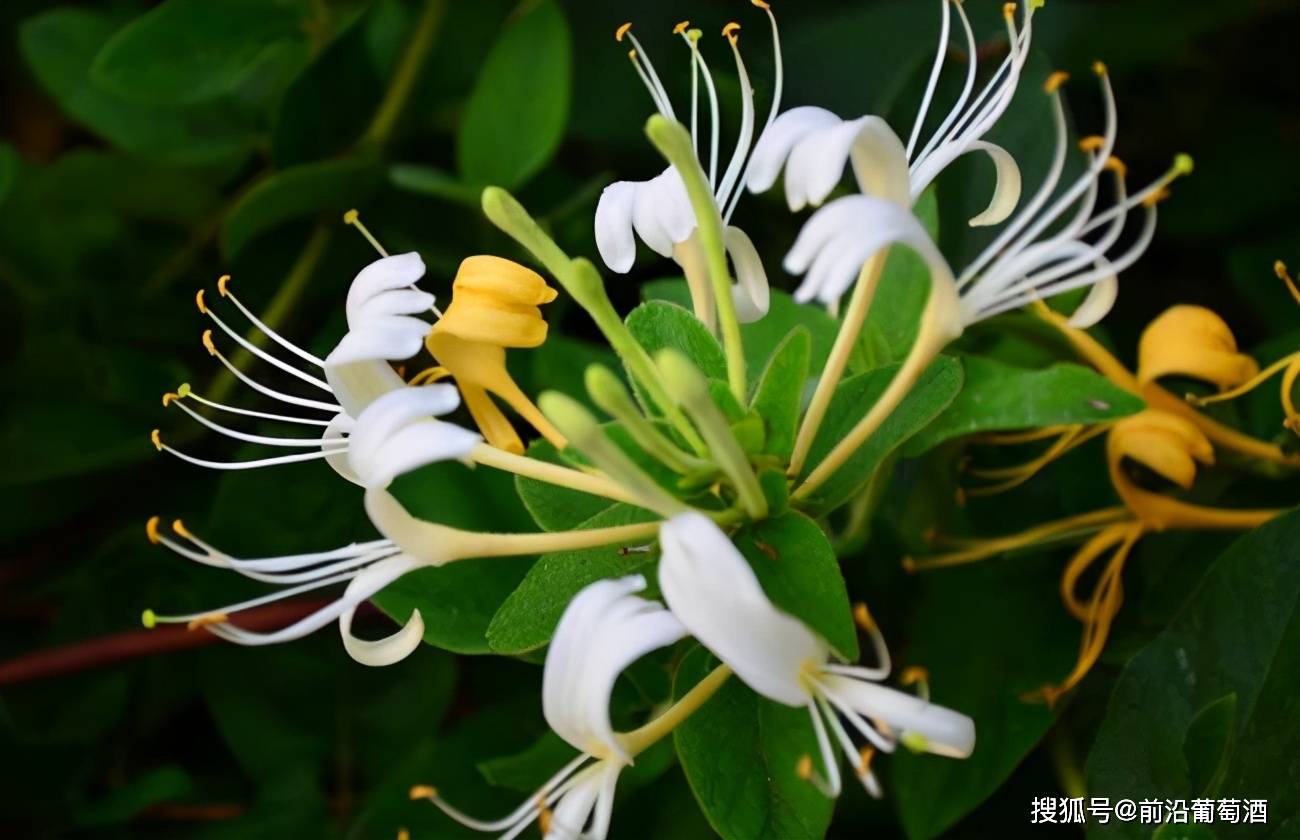 方法|葡萄酒花香的特点和品鉴方法,葡萄酒常见鲜花干花香分类图鉴详解