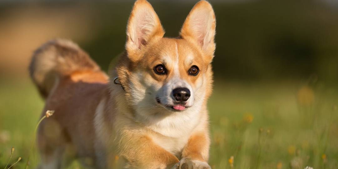 指令|养“柯基”能有多少快乐，看完这篇文章，你无力反驳