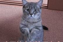 因为|最会“气人”的7种狗，养了之后，把我的耐心都磨光了！