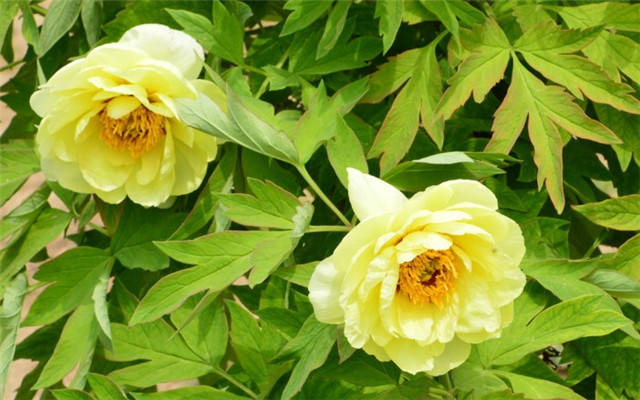 9月1日 9月11日鼠 兔 鸡生肖运势榜首 财运