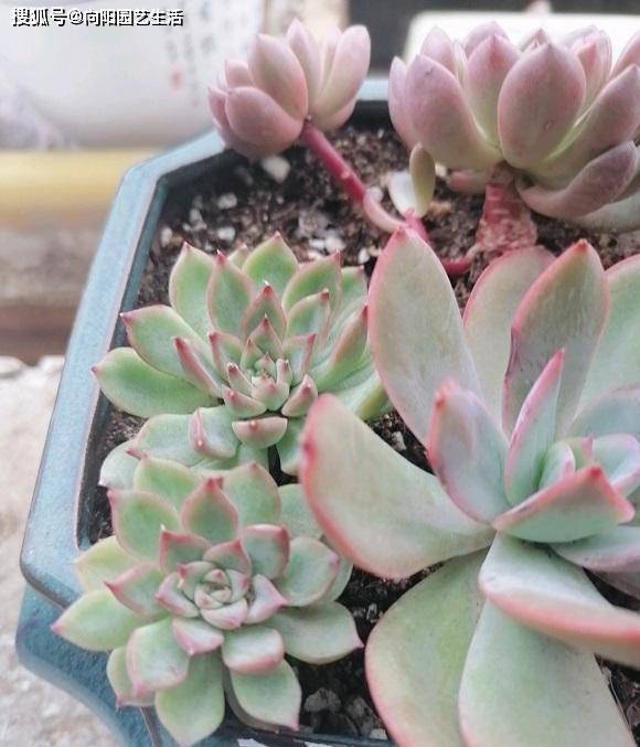 多肉怎么养出色 2ac656d098ea4e87afc0c0a96eb49300.jpeg