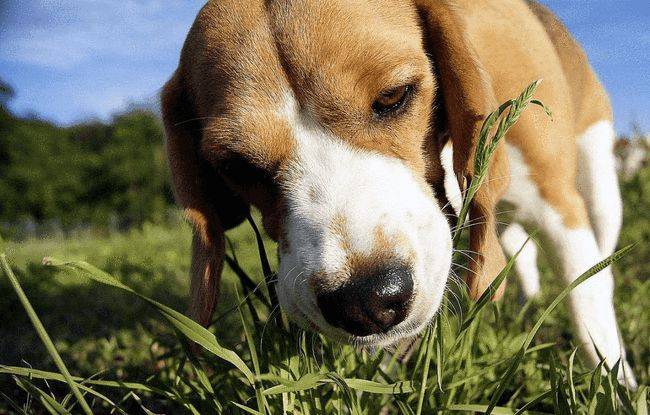 狗为啥吃狗 6167b272a65c4f8b9a635b7a9f681751.jpeg