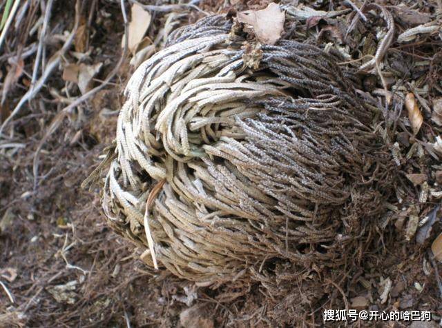 原創傳說中的九死還魂草缺水時枯萎有水就能復活