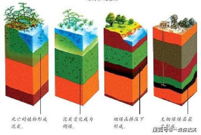 9米厚的煤层,需要多高的树木?_煤炭