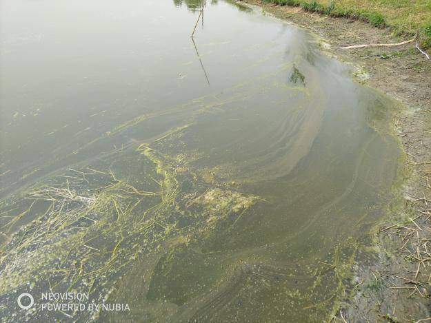 生石灰在日常生活中可以用于水塘的清洁吗 水体