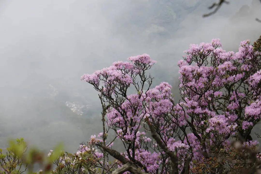 云南八大名花 曾被英国皇家引种 轰动一时 旅游 全球资讯新闻网