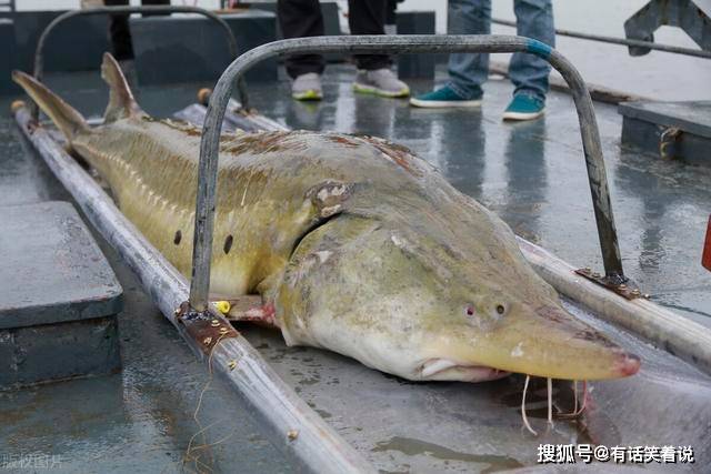 原创史无前例的三峡大坝堪称鱼类的天堂如今水库里的鱼究竟多大