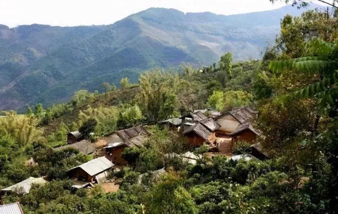 【干货分享】解析临沧茶区六大山头普洱茶特点.