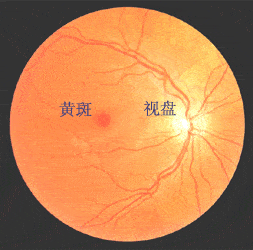 视网膜的位置图片图片