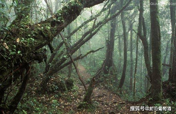 植物|葡萄酒常见植物香气分类图鉴七,大自然植物香气的特点和品鉴方法