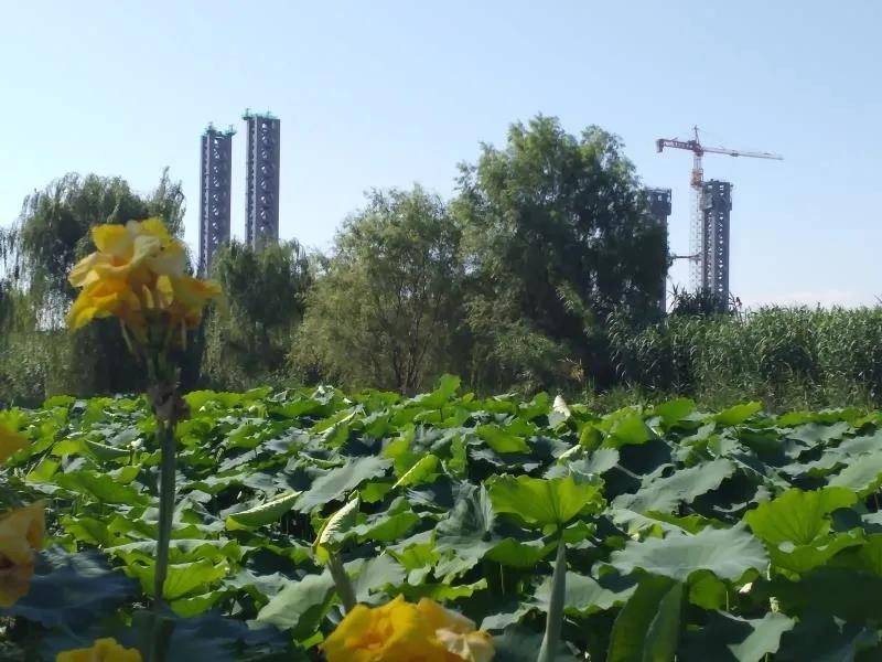 美丽河湖优秀案例陈仓区渭河滩区生态治理工程人在花中走花在水中游