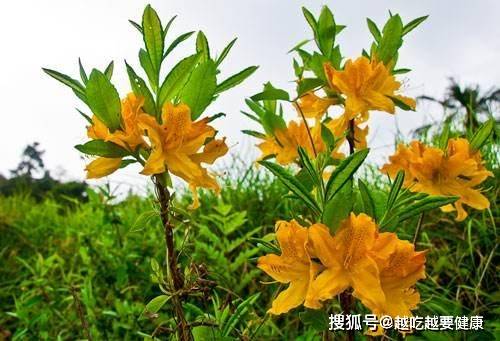 这种花在农村被称为"塌鼻花",有人见过吗?