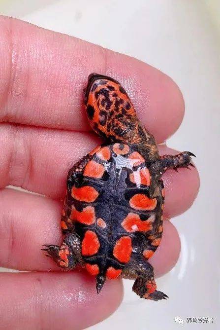 黑腹刺颈的龟蛋孵化需要150天左右,这个是比较长时间的,也是比较困难