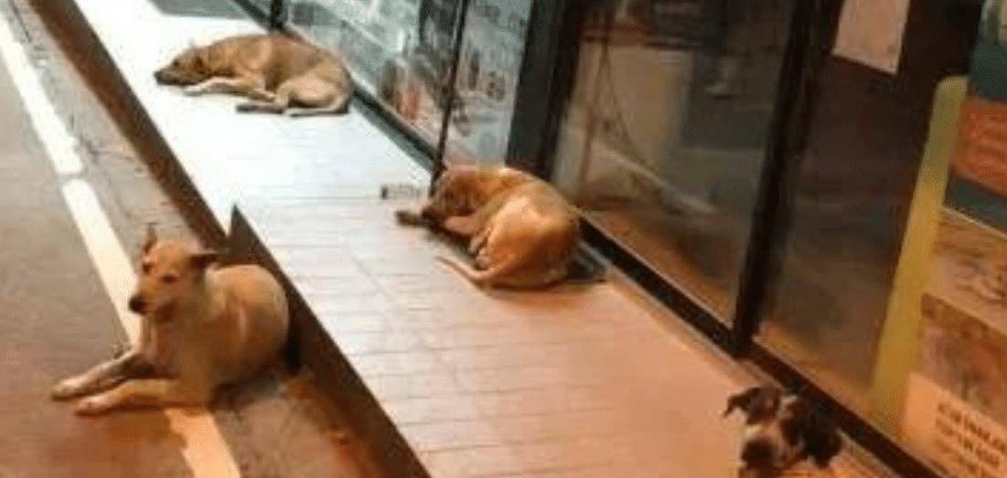 泰国流浪狗太幸福，成群结队在超市蹭空调，姿势“豪放”