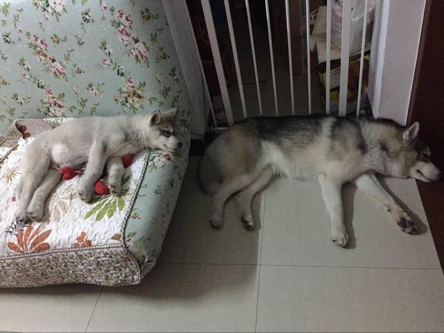 狗媽和兒子睡覺神同步，同擠一個狗窩，幸福感滿滿的！ 萌趣萌寵 第4张