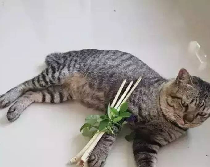 盖一次|同样是腿受伤的猫，一只在家治一只兽医治，结局都让人笑出猪叫声