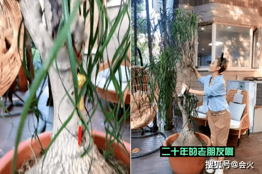 宁静|宁静托人养一棵树20年！树上挂大金坠子太豪气，高2米叶子干枯