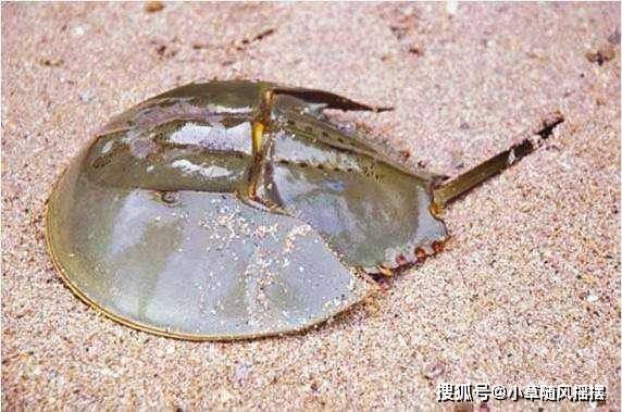 蓝色血动物 cf4b531b04414cb4b98cb4914cd6118b.jpeg