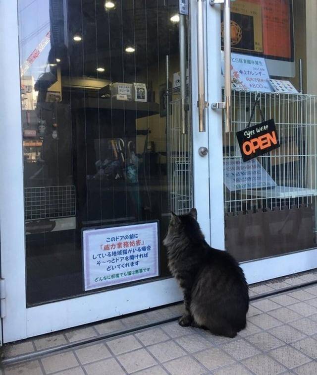 這只流浪貓常出現在店門口，臉色超凶地擋住顧客，其中的原因感人 萌趣萌寵 第2张