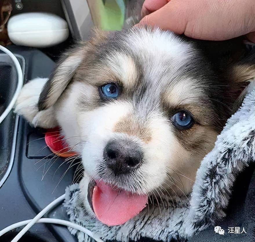 什么|网友高价买了只哈士奇，可没想到狗子长大后居然变了个品种