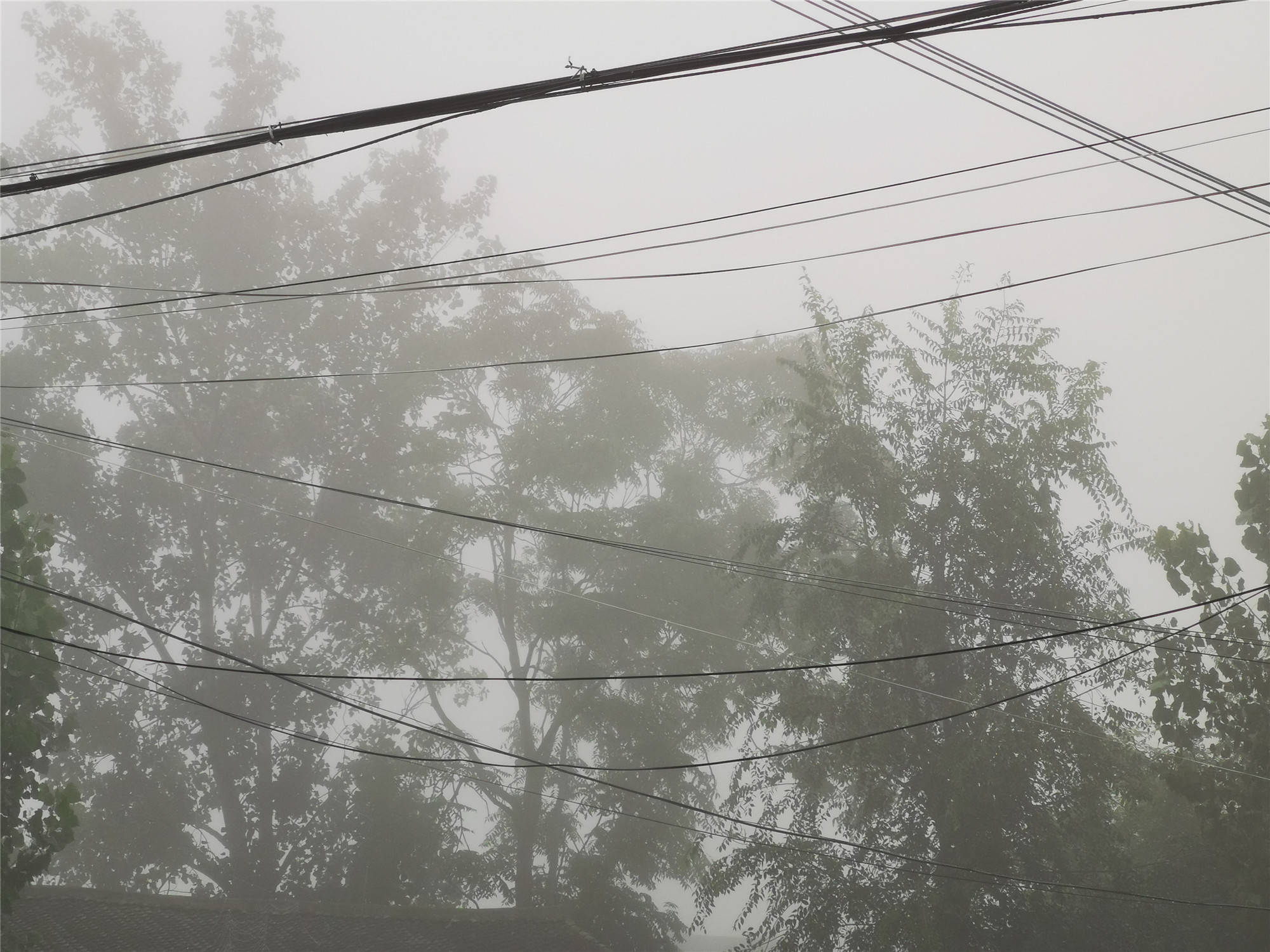 回到家乡第一次见到这么大的雾 连续下了四天雨 天气越来越凉 衣服