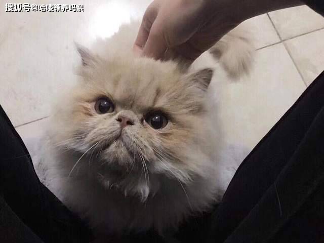 因为|养加菲铲屎官后悔了吗？这种可爱到膨胀的猫咪，为啥养起来这么难