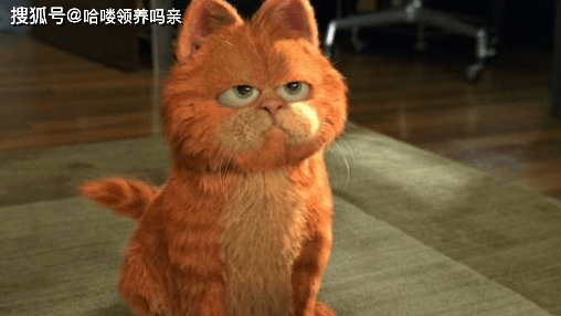 因为|养加菲铲屎官后悔了吗？这种可爱到膨胀的猫咪，为啥养起来这么难