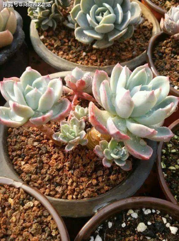 不用永远体验不到 软质颗粒养多肉 效果真的很好 根系超发达 土壤