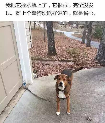網友用一個水瓶子就栓住了金毛，殊不知只是栓住了它的心罷了！ 萌趣萌寵 第3张