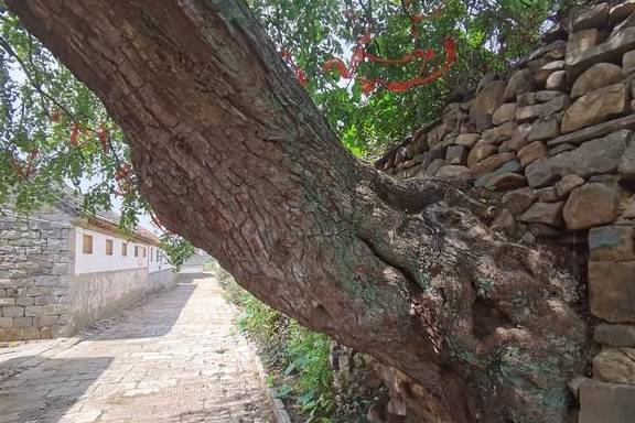 莱阳农村的奇景：三百多年历史的老枣树，今秋又结出果了