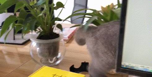 笑声|自从猫咪来了办公室，干活再也不感觉累了，还多了很多笑声