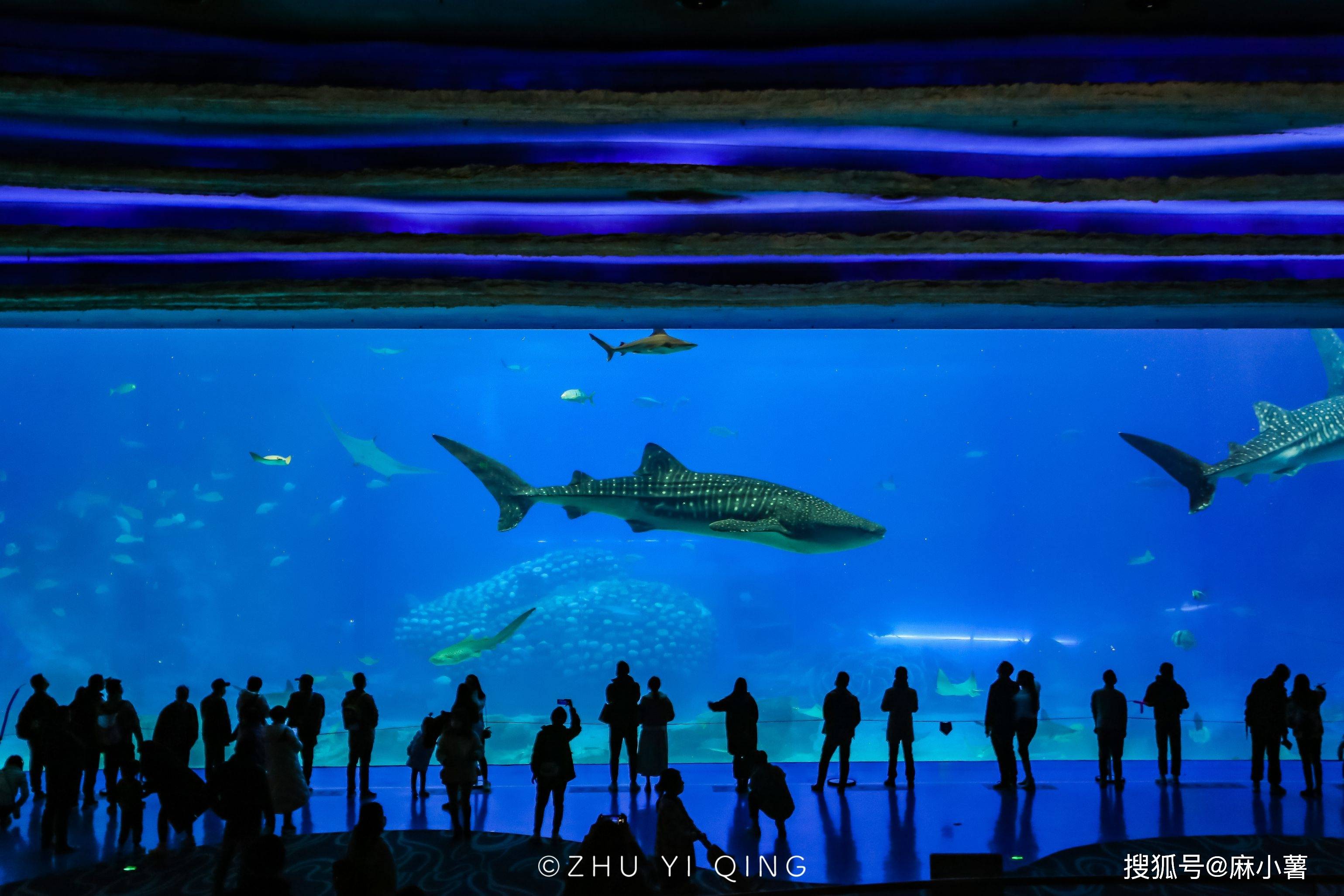 珠海人气海洋王国，千百种海洋动物齐聚，还能看到巨大鲸鲨