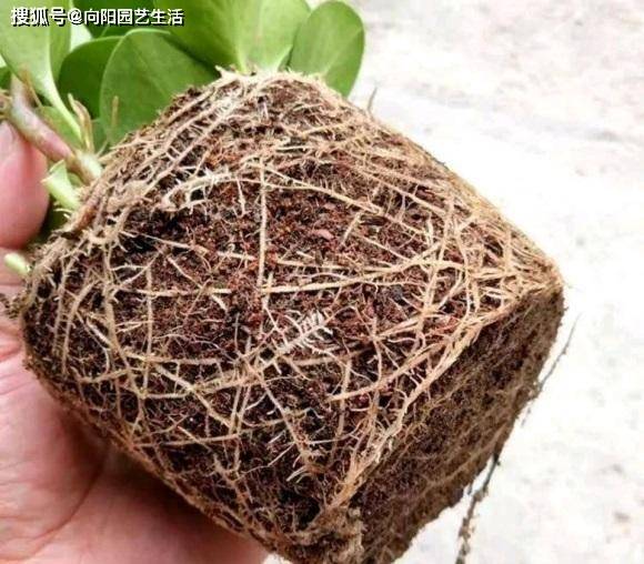 不值钱的椰糠 被商家加在泥炭土里 卖给不懂土的小白 可恨 疏松