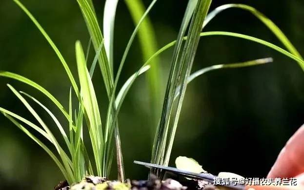 兰花怎么养壮 b43497a053a44c5e93ca0e441b1dfb38.jpeg