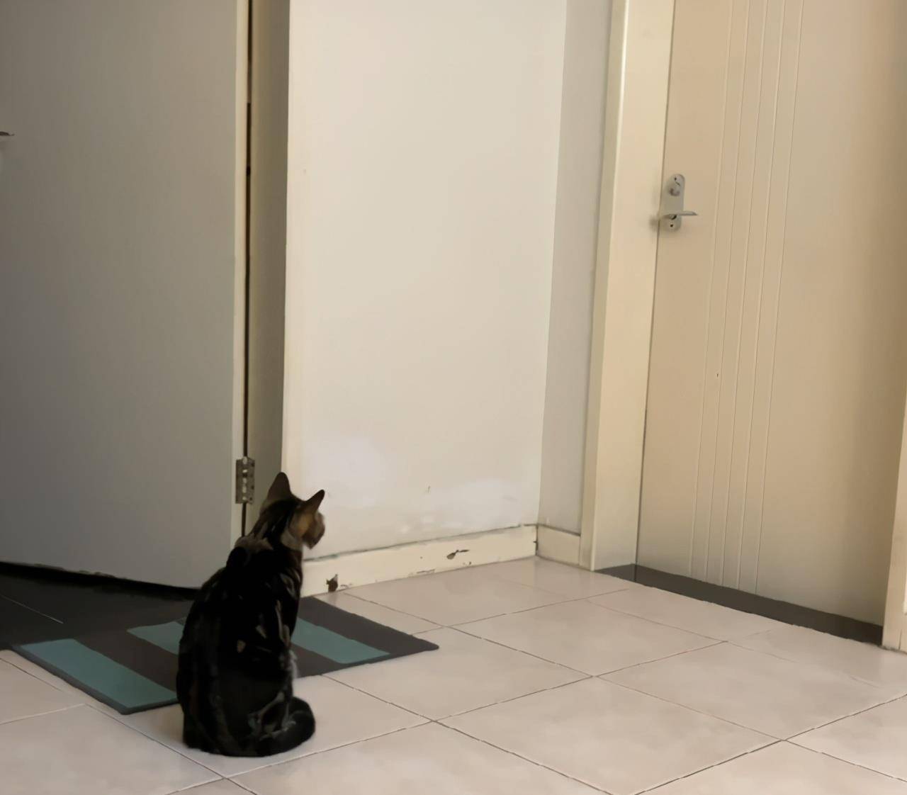 名字尿爸养新猫了，尿尿有伙伴了，然而网友只关心新猫的名字