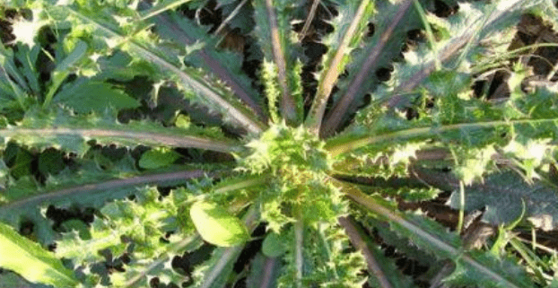 物质|肝不好的人，这4类“伤肝菜”要少吃！若你再馋可能加重肝脏负担