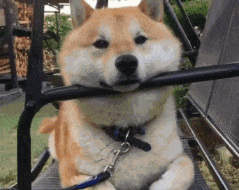 技能|上班族没时间照顾狗狗？狗狗也能上幼儿园啦