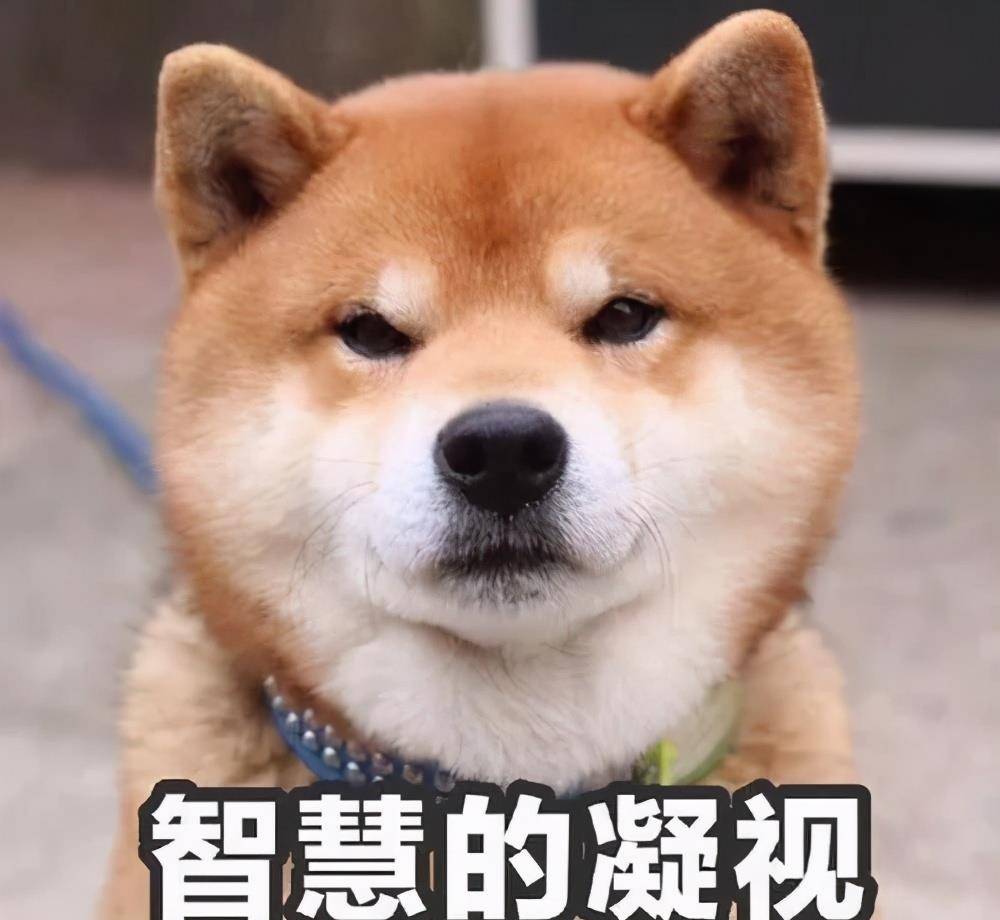 技能|上班族没时间照顾狗狗？狗狗也能上幼儿园啦