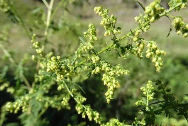 空气|这种病近期高发！医生提醒：吃抗生素不好使！