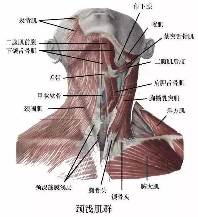 颈椎肌肉图片图片