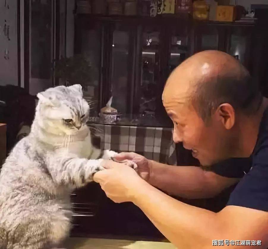 物质|要想“入坑”养猫,4个方面要考虑清楚,不然浪费时间浪费钱