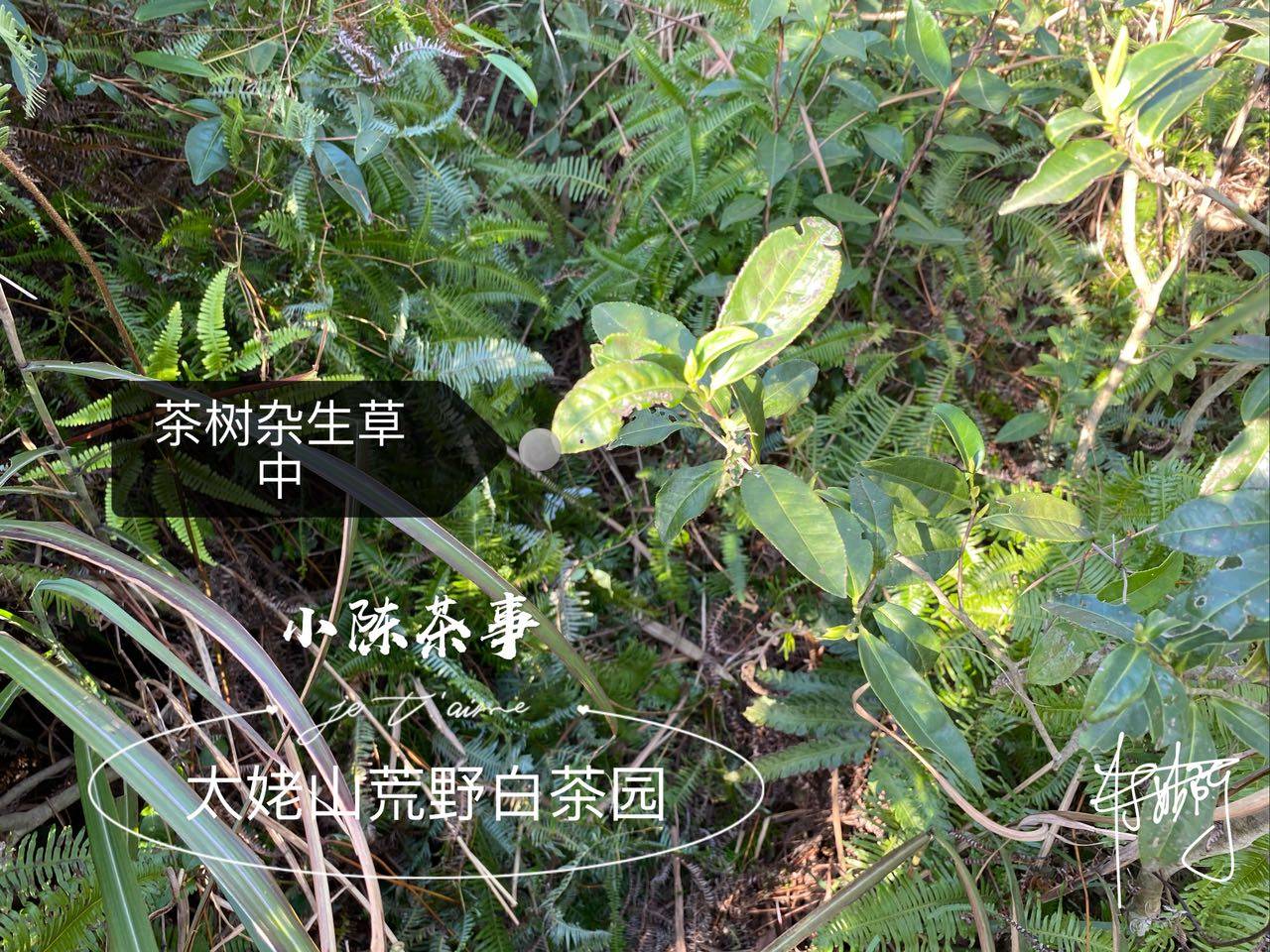 白茶科普什么是平地茶台地茶高山茶荒野茶该买哪一种