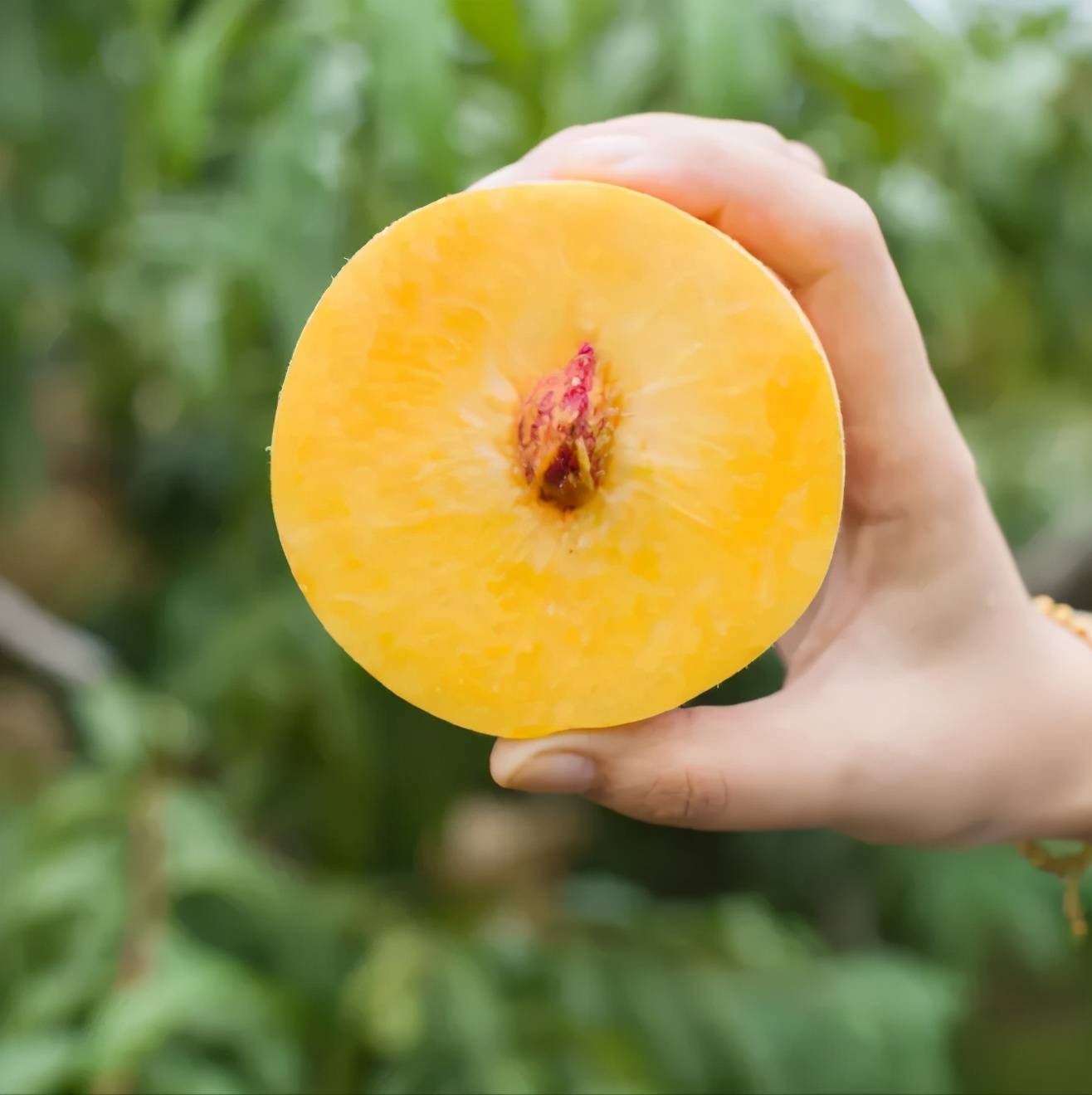 辰颐物语西瑞黄金桃桃你欢心又闻黄桃香