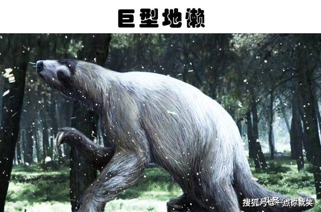 隐藏在亚马逊雨林中的8件神奇的事物_睡莲