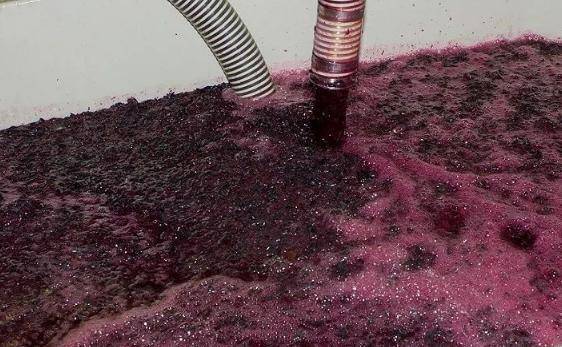 葡萄|别在喝自酿的葡萄酒了,专家发现里面有大量的大肠菌,吓死宝宝了