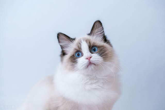 猫咪|5大热门的小猫咪，第一名你绝对想不到是谁