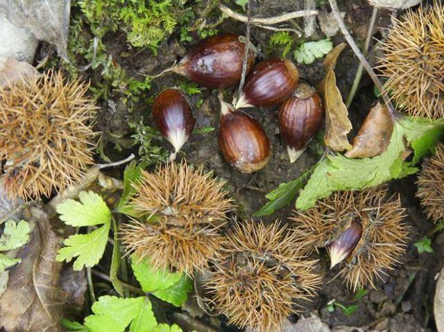 小时候|农村娃子的零食，你们吃过几种？