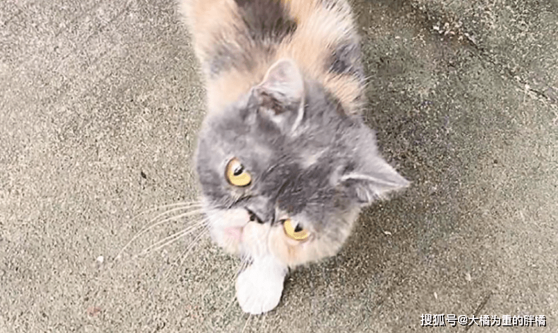 猫咪|加菲猫流落街头，曾遭熊孩子捉弄，又被流浪狗咬伤，可怜的毛孩子