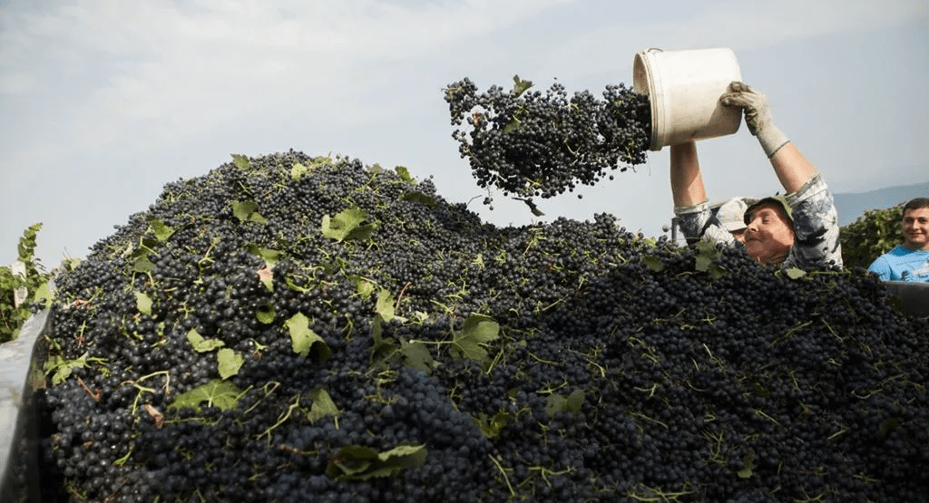 酿酒|别卡速：葡萄酒酒精度越高品质就越好吗？【红酒知识12】