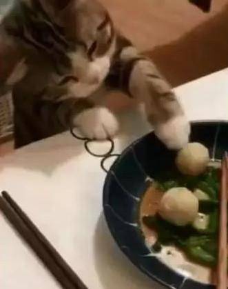 2555 Com 喵星人偷